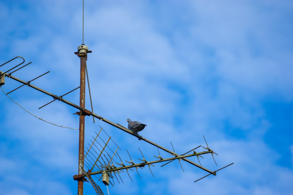 A bird sitting on top of a radio antenna