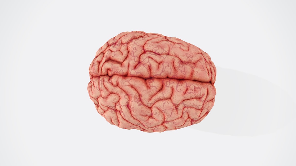 Lab-grown minibrains show skewed sense of time