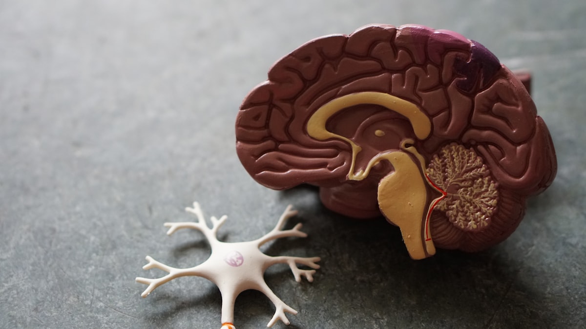 Pain Pathways Explained: What It Means