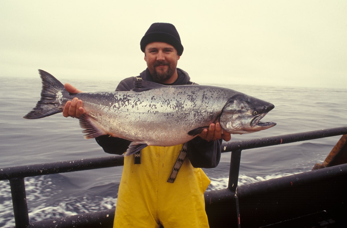 Farmed Salmon Omega-3 Levels Drop, USDA Research Shows