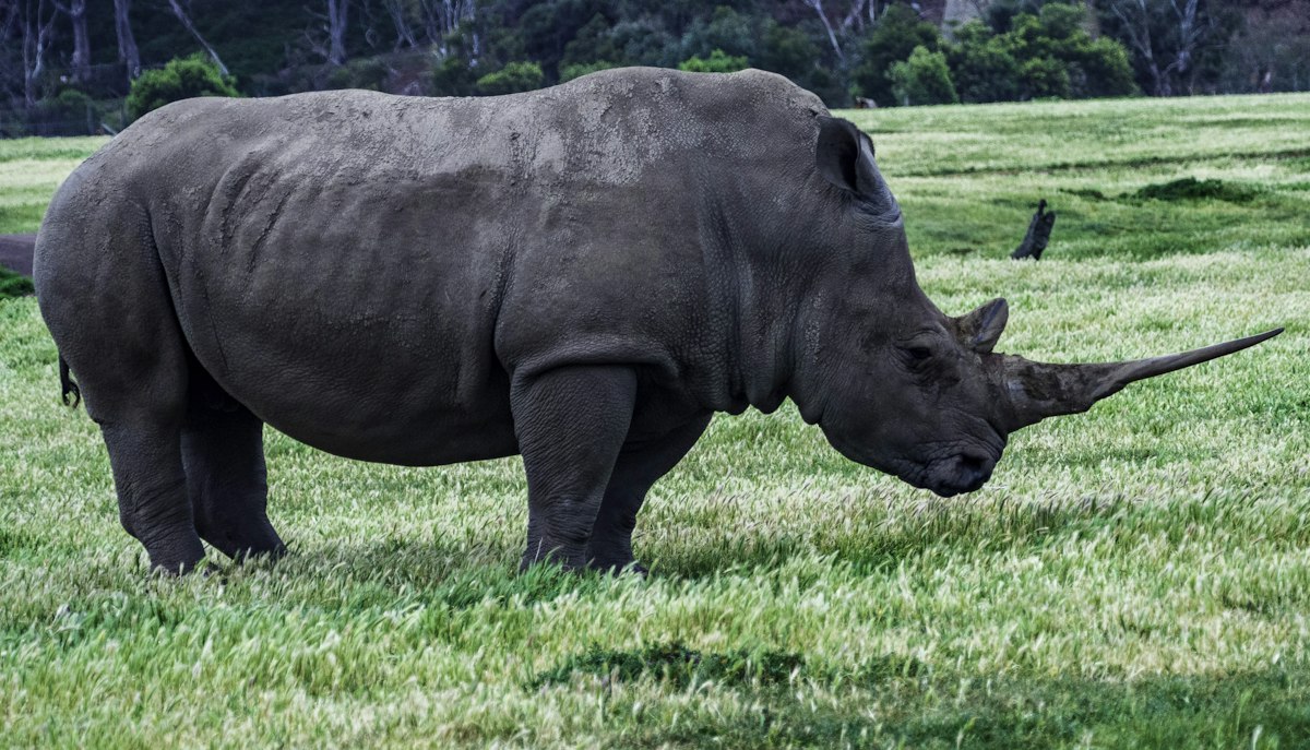 Trump's FWS Memo Rewrites Endangered Species Act Take Rules
