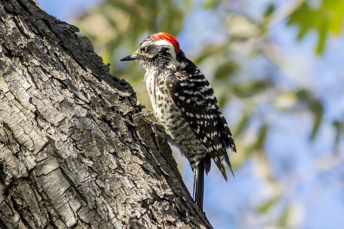 brown and white bird on brown tree branch during daytime