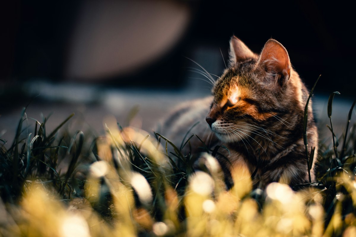 a cat lying in a field of yellow flowers