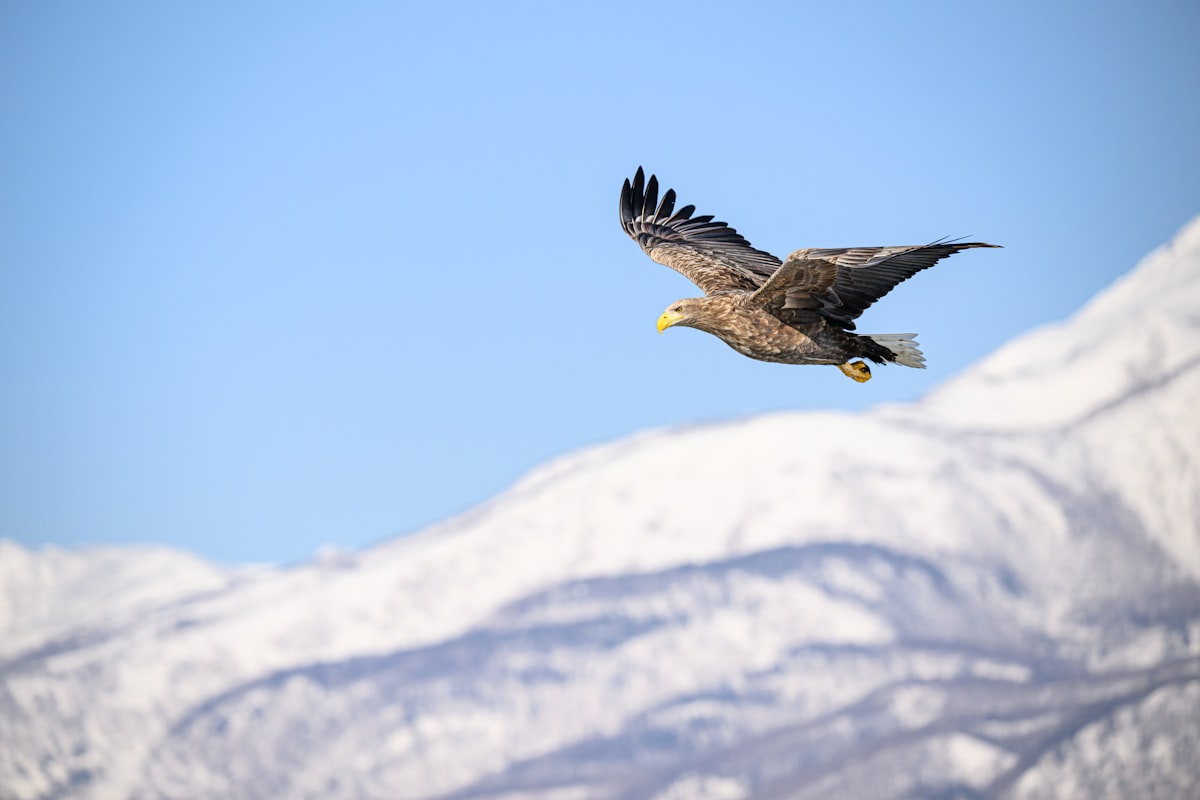 RSPB: 921 Attacks on Protected Birds of Prey