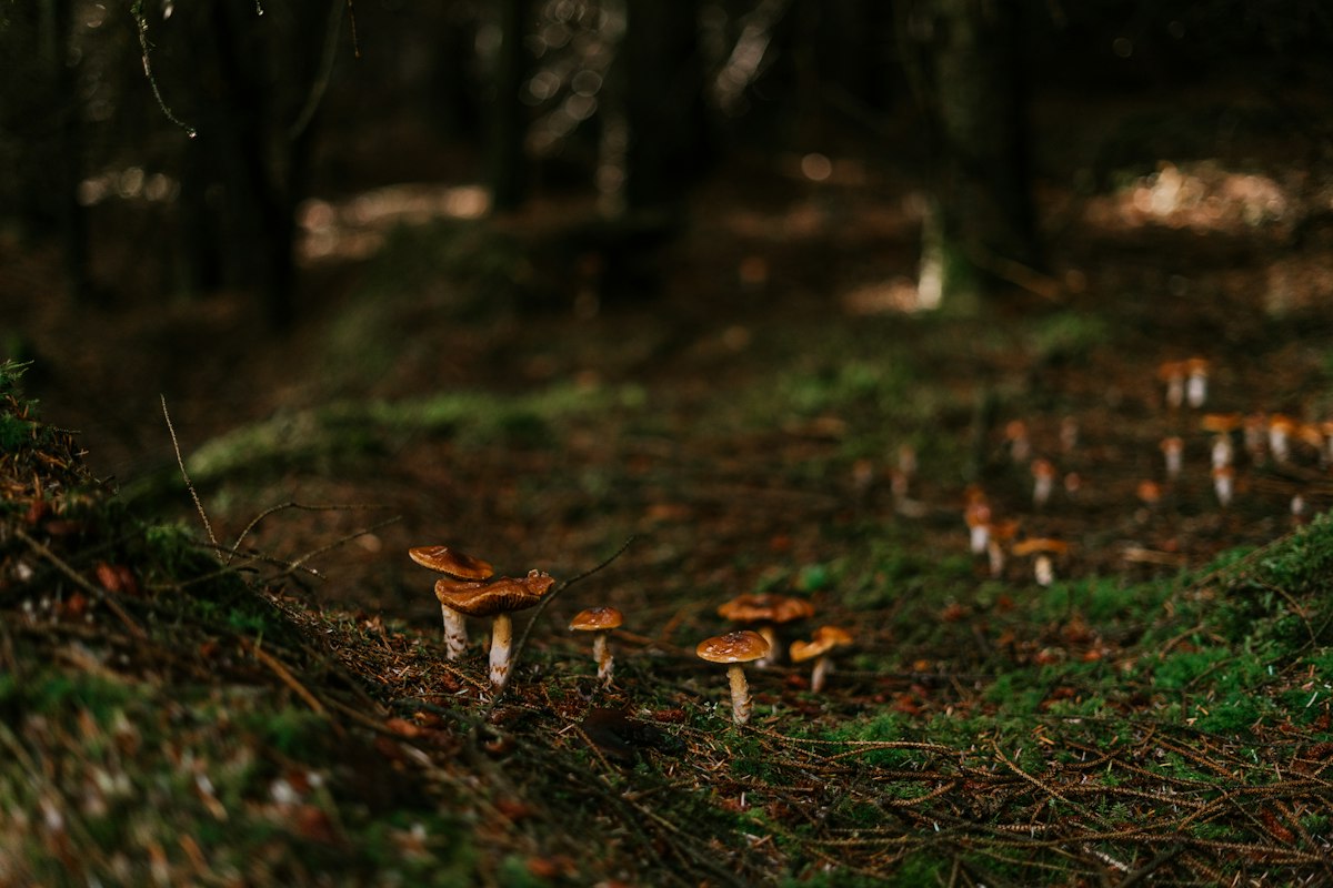 Autumn Walks: Why Families Should Look Closer at Fungi