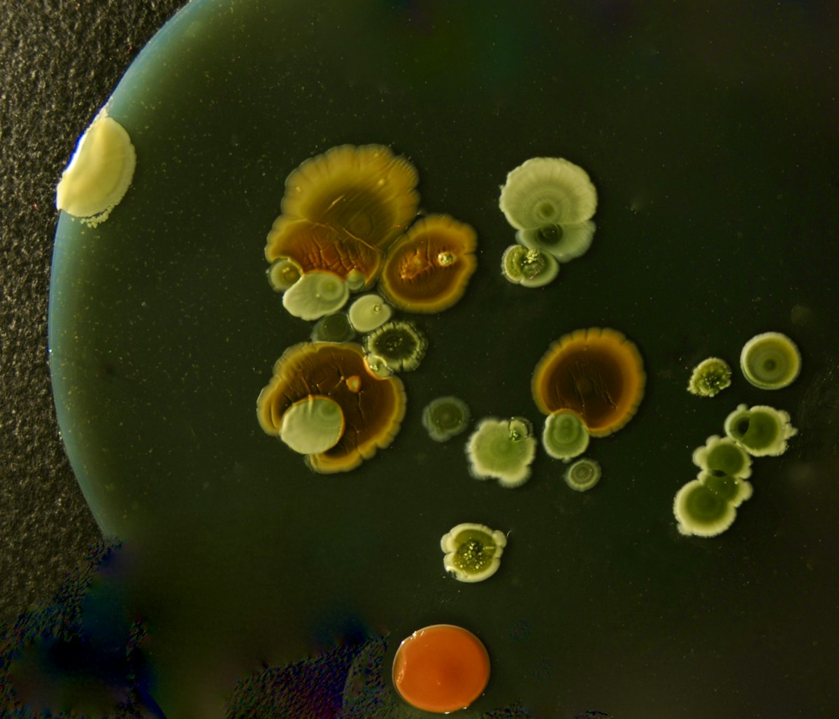 Extremophiles: Biotech's New Industrial Engine
