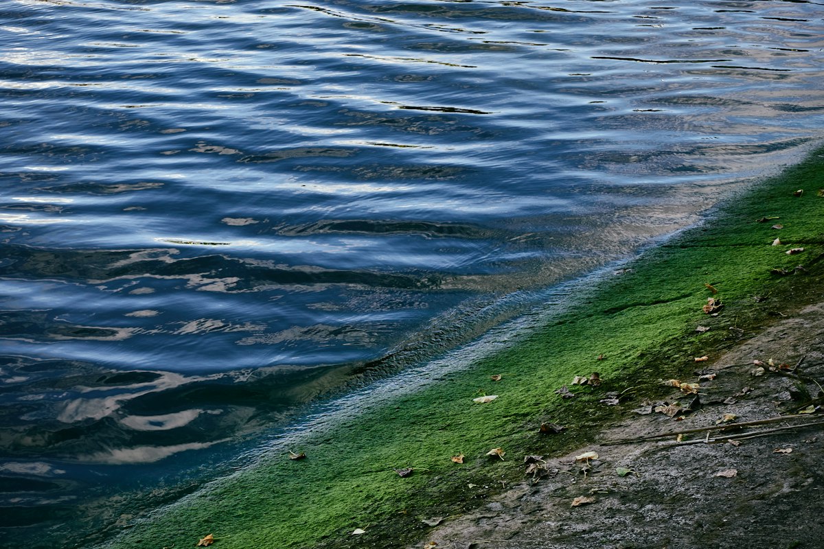 Rippling blue water meets a green algae-covered edge