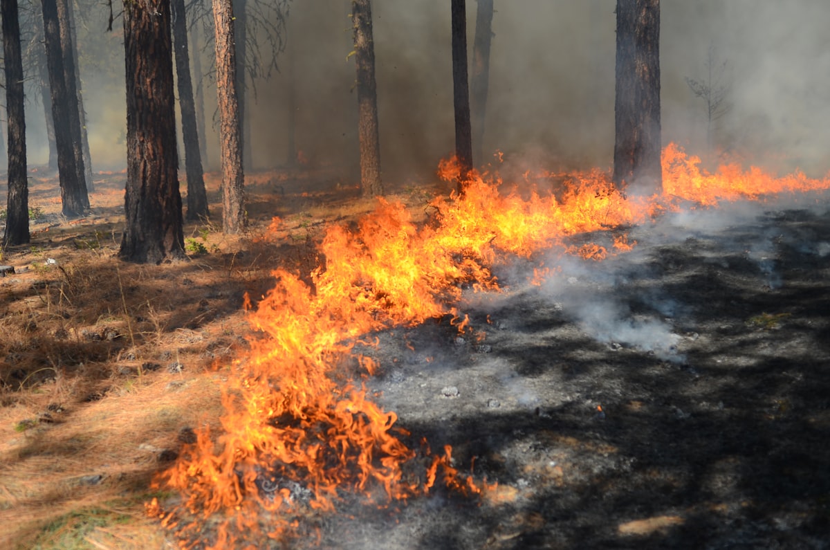 Federal Agencies Halted Post-Wildfire Soil Testing, Leaving LA Families on Toxic Ground