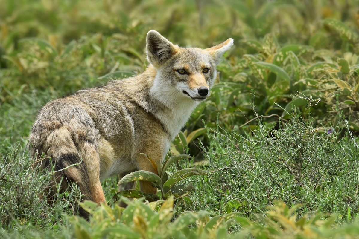 A coyote stands alert in green foliage