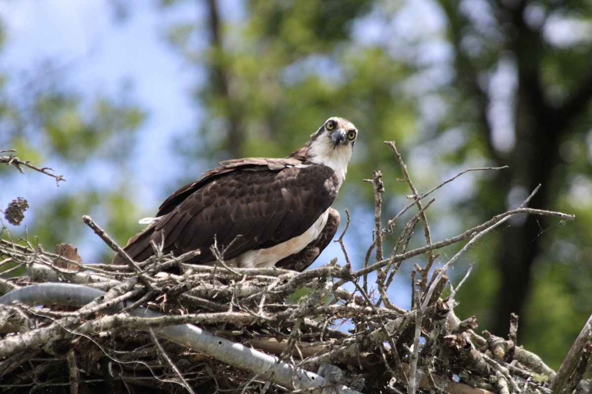 Jackie the bald eagle's anemia: What to Know
