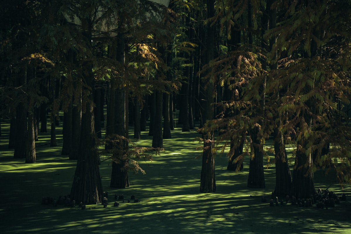 a forest filled with lots of tall trees