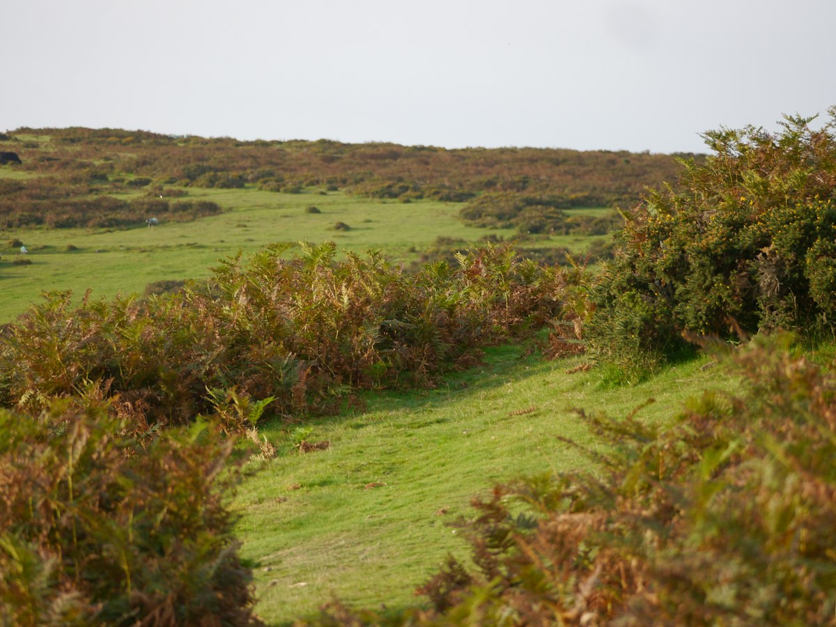 Wales Wildfires Caused Catastrophic Soil Loss, Scientists Warn