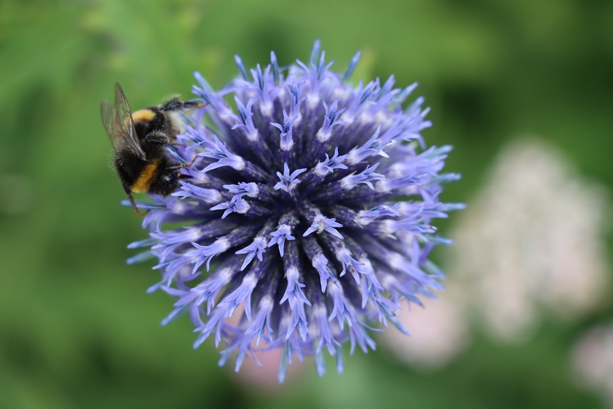 Bumblebee facial movements and inner life