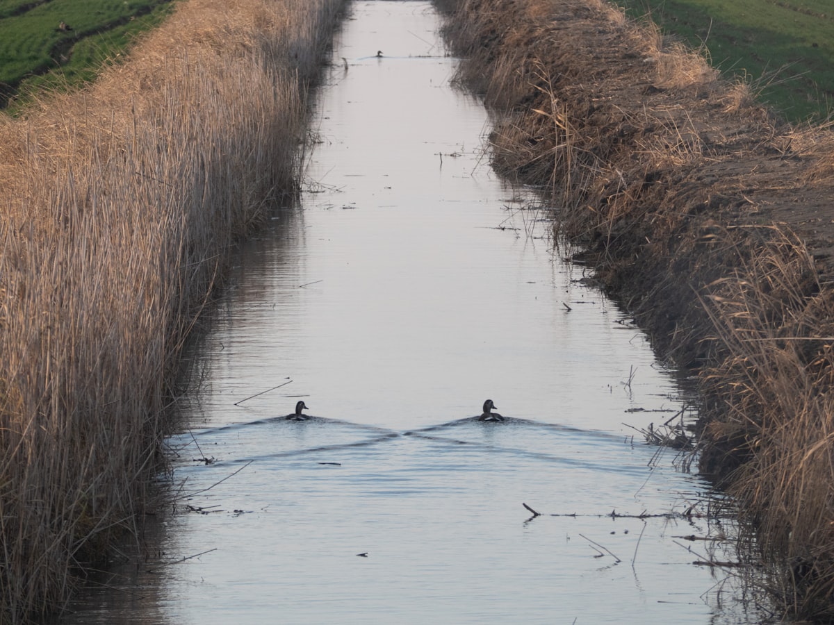 Two ducks swimming in a narrow canal