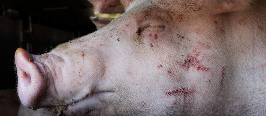 H5N1 pig infection: first US case detected