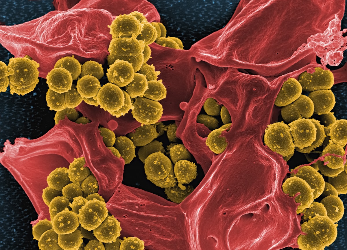 a close up of a red and yellow substance