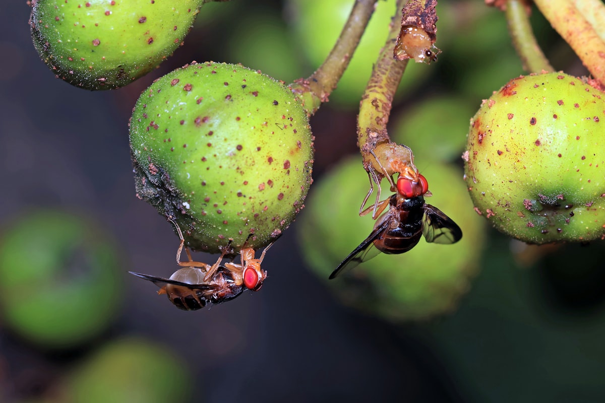 Second Fruit Fly Brain Connectome Completed