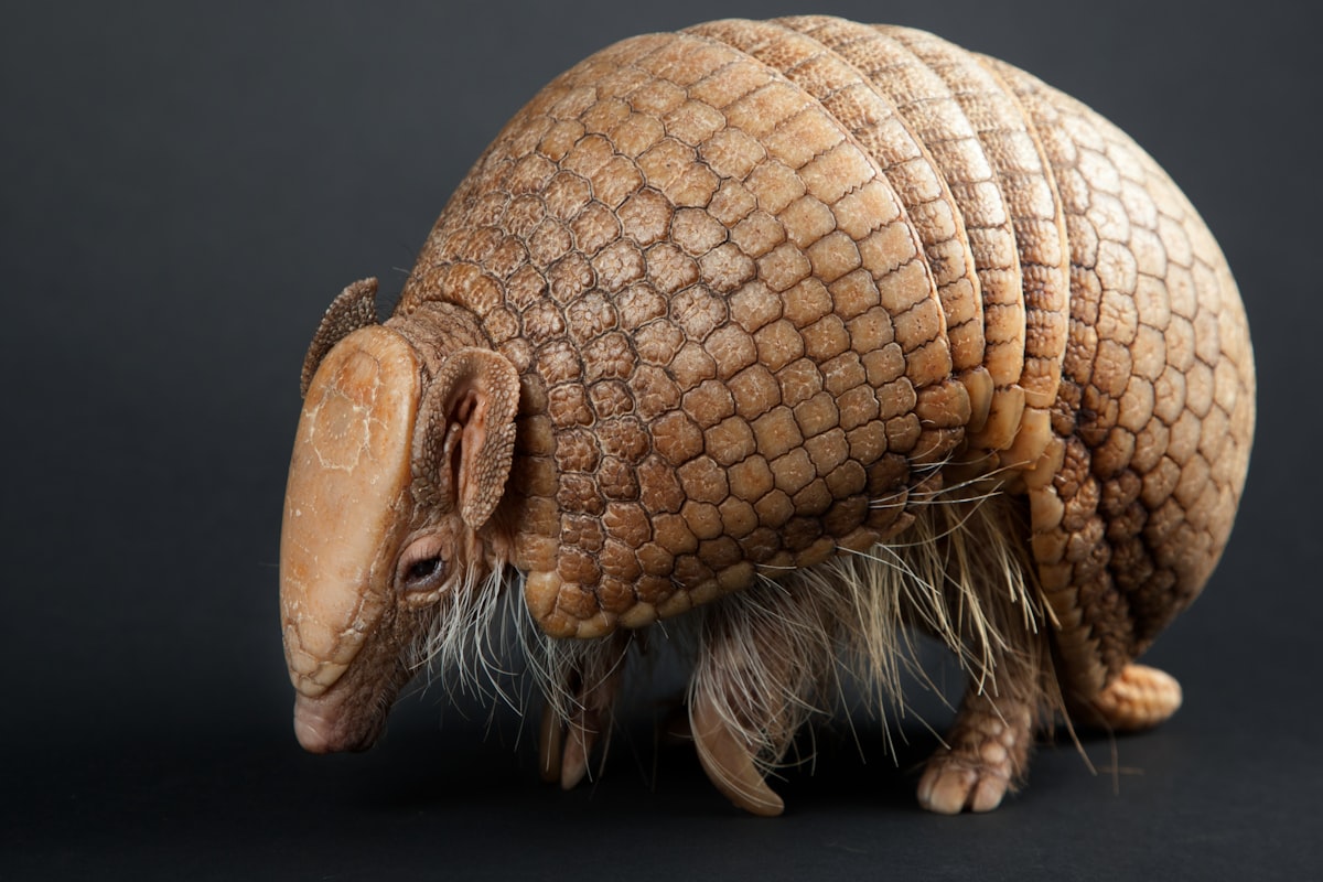 Week in wildlife: baby pangolin, gorilla super-mum, F1 geese