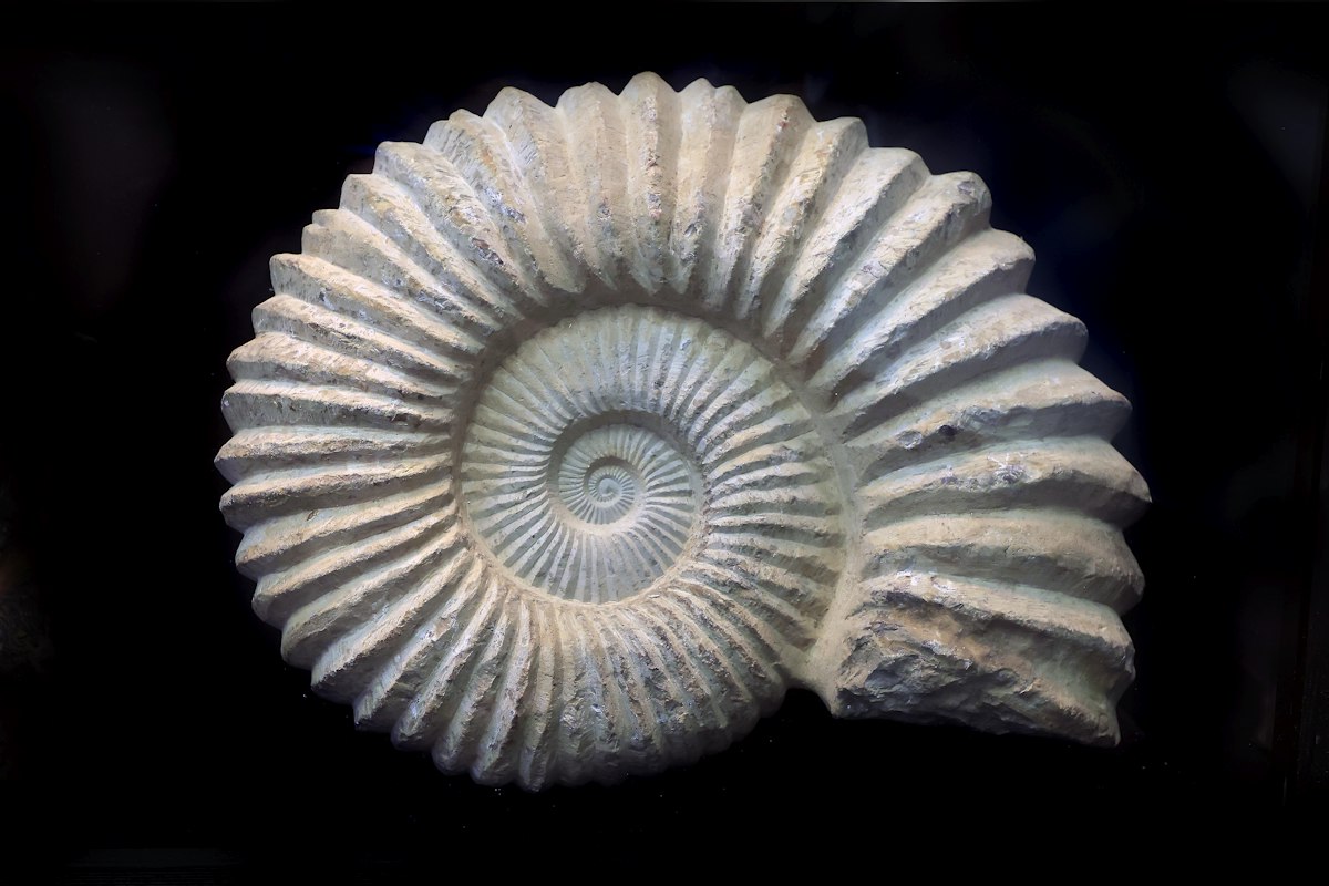 Fossil shells flip spirals worldwide, study finds