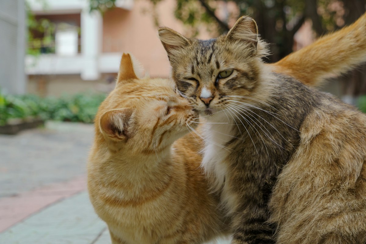 Why do cats lick each other?