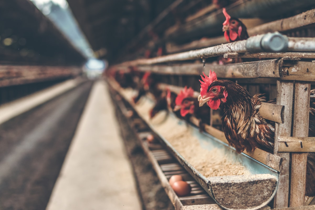 Industrial chicken farming and pathogen risk