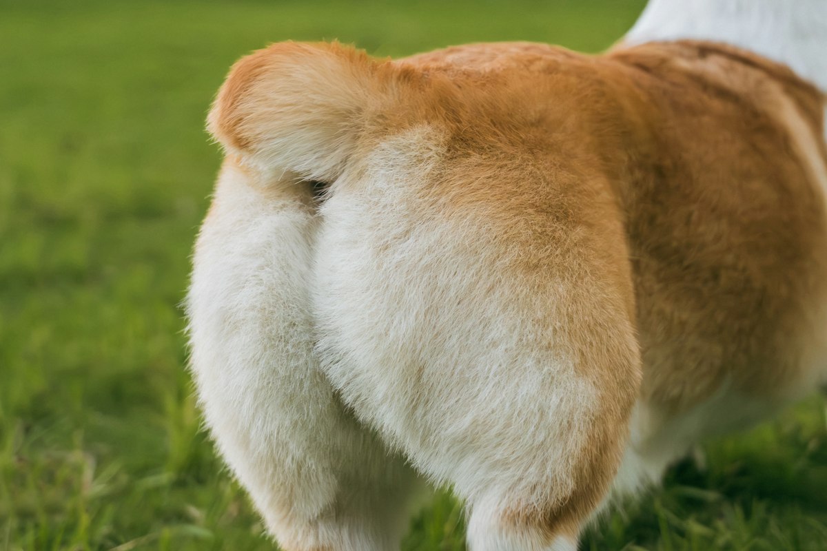 Fluffy corgi rear end in green grass