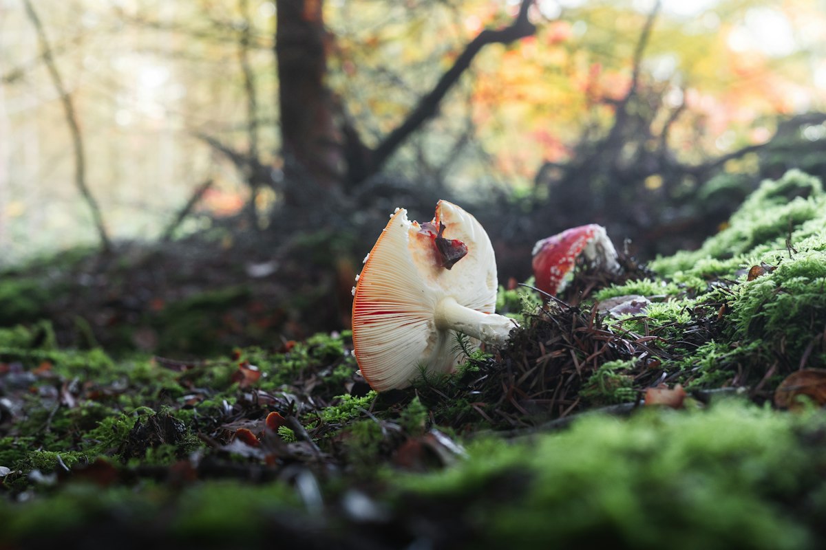 Two mushrooms growing in a mossy forest floor