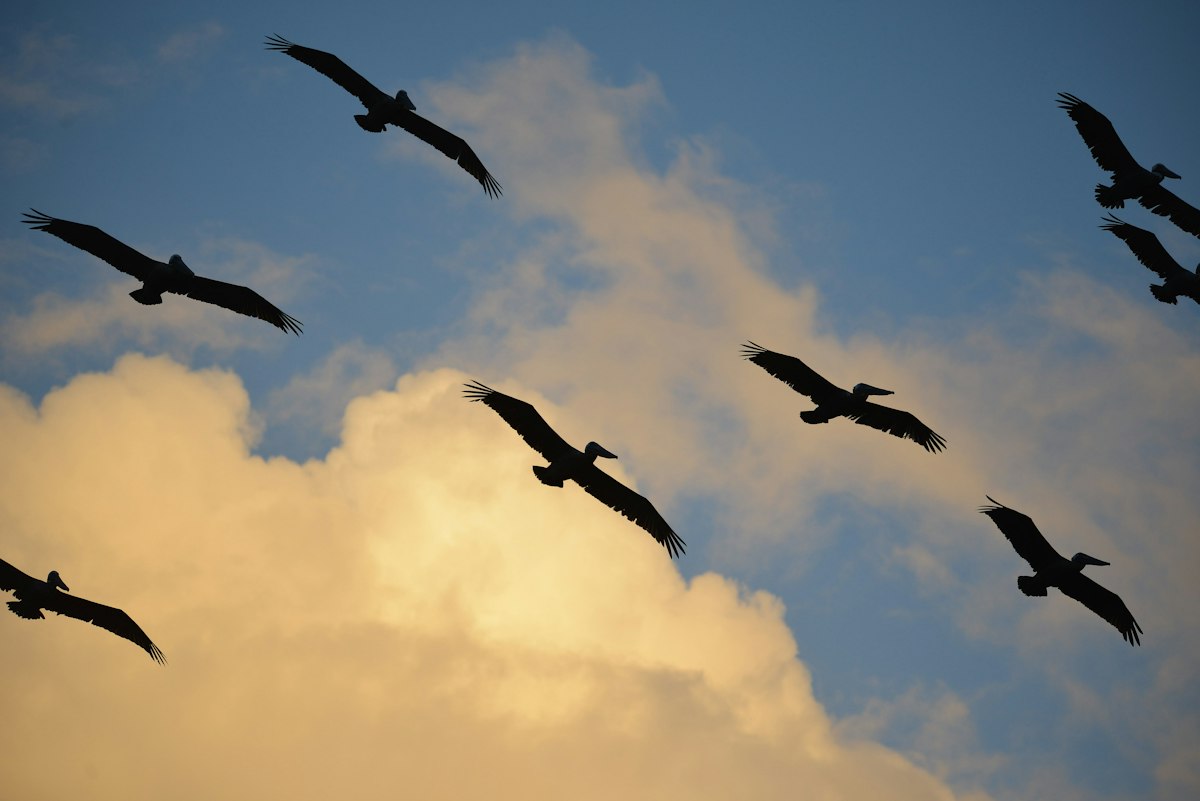 Flock Offers Buyouts as Customers Flee