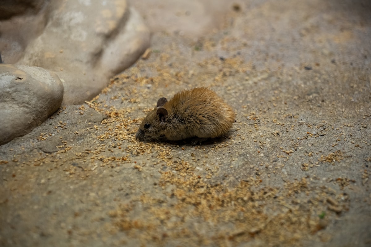 a small rodent sitting on the ground next to a rock