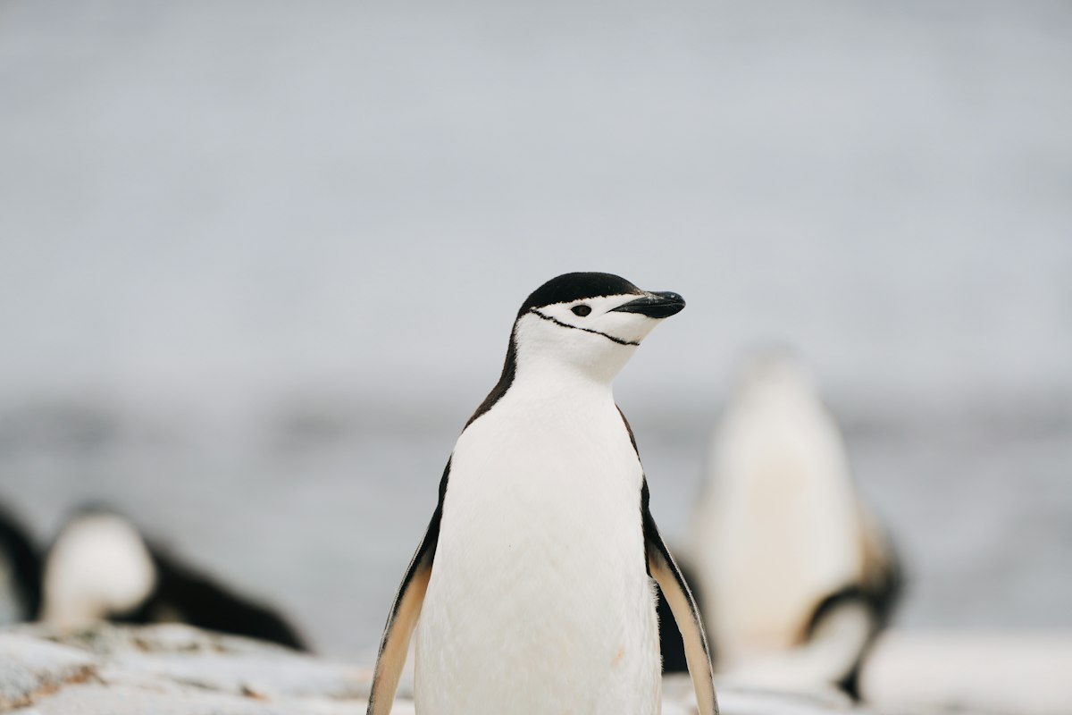 chinstrap penguin decline hits 63% on Zavodovski