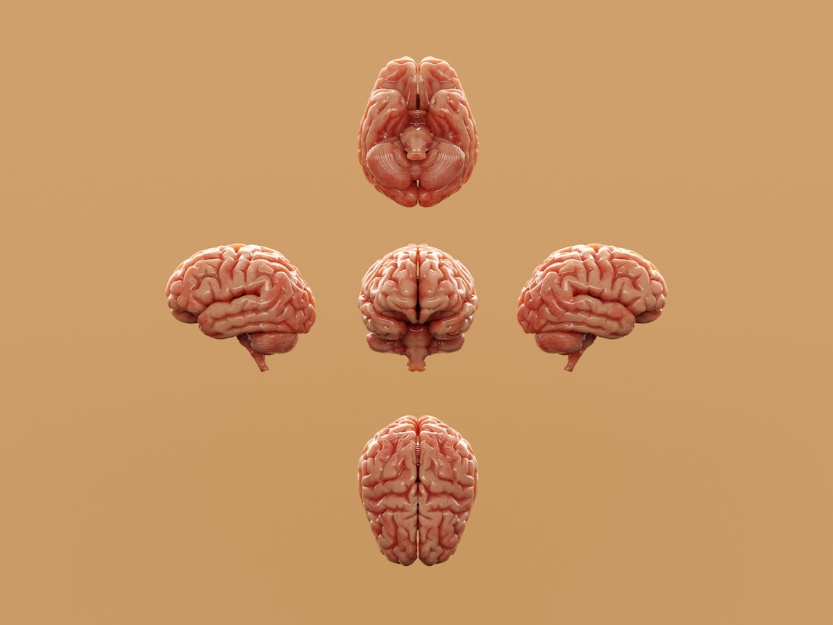 Brain Compresses Noisy World: New Framework