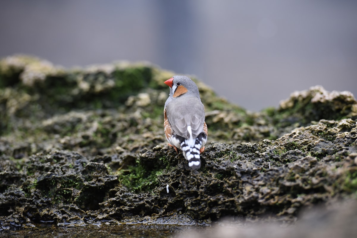 How Julie Elie Is Decoding Birdsong for Interspecies Talk