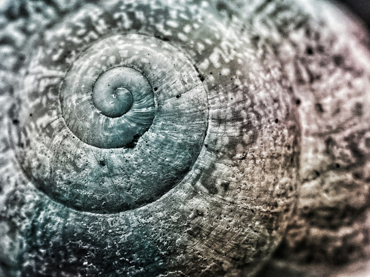 Fossil Shells Flip Their Spirals Every