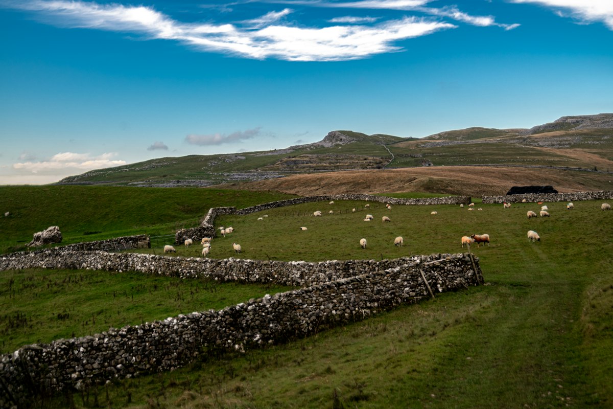 Has the UK passed peak sheep?
