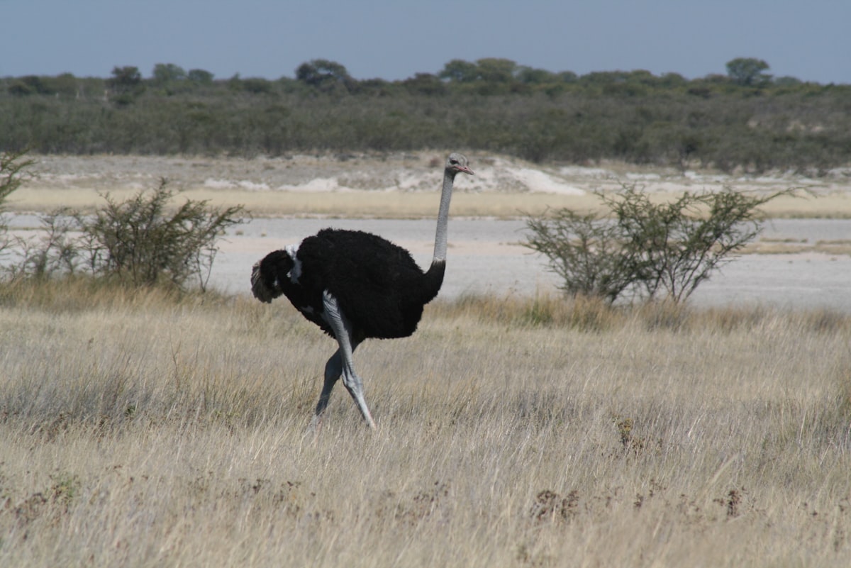 Fortescue Nabrawind Deploys First Crane-less Wind Turbine in Africa