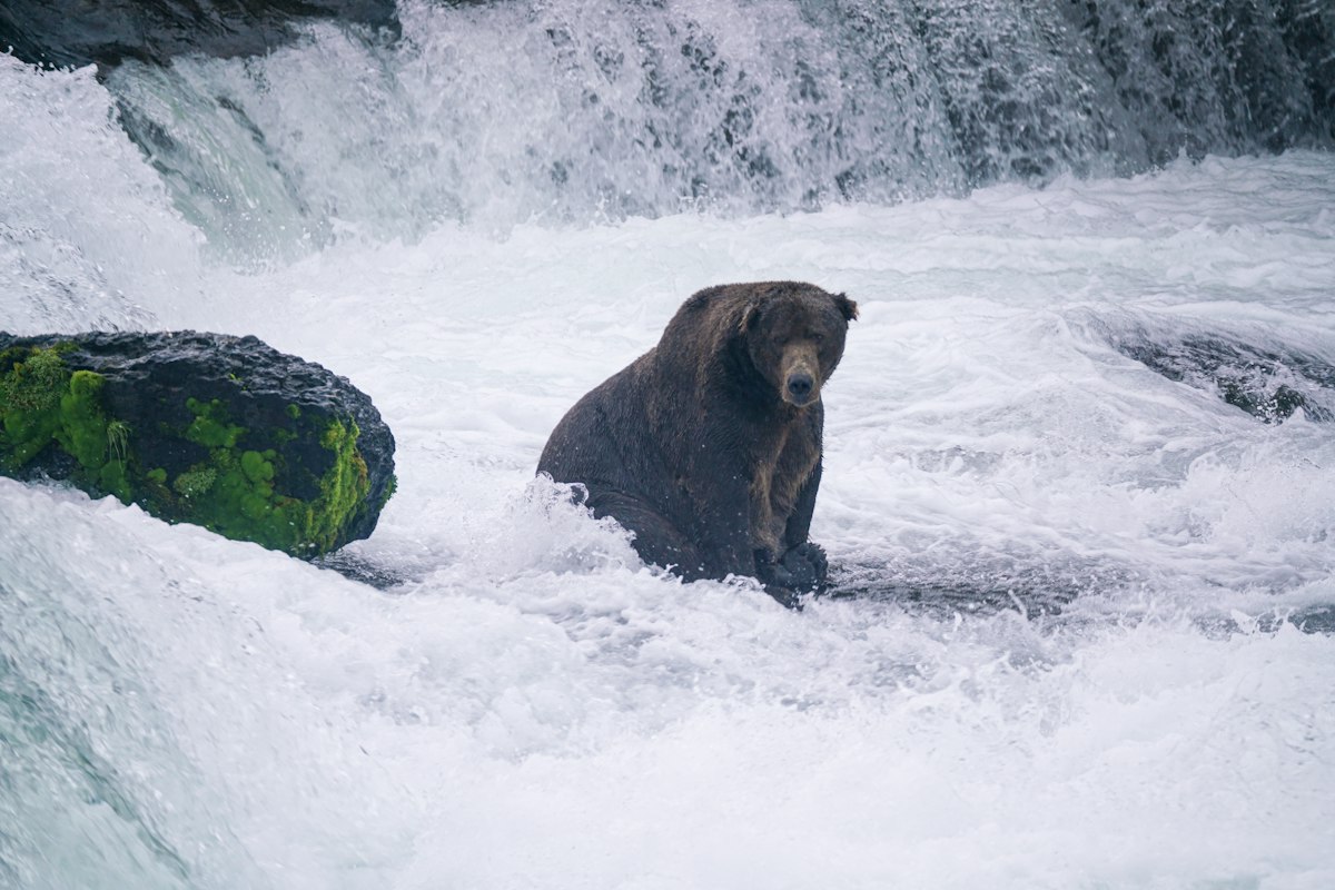 Fat Bear Week Semi-Finals: Backpack and Bear #910 Advance to Final