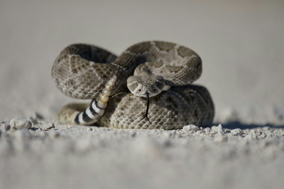 Snake 'Cartwheels' Faster Than Slithering