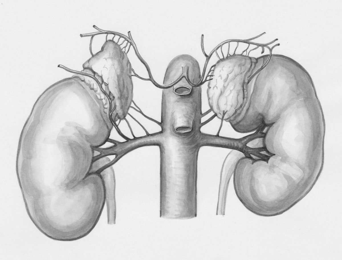 Chronic Kidney Disease Surge to 788 Million, Study Finds