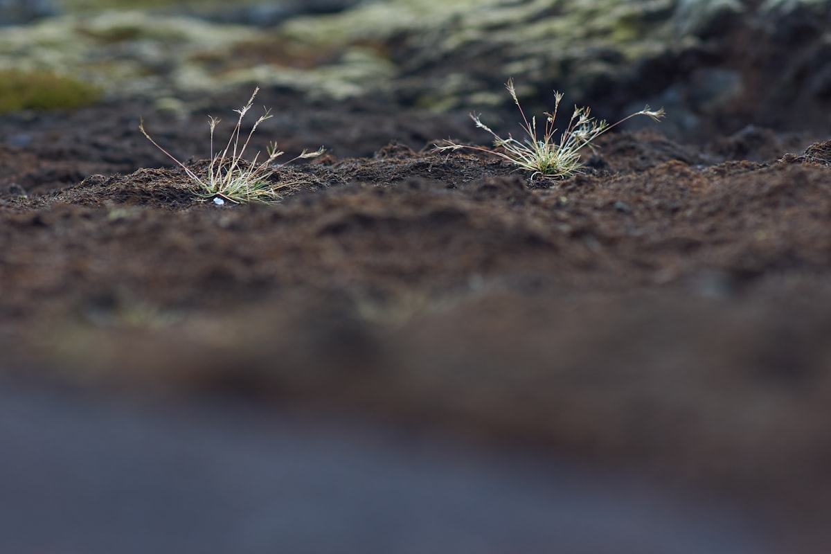 green grass on brown soil