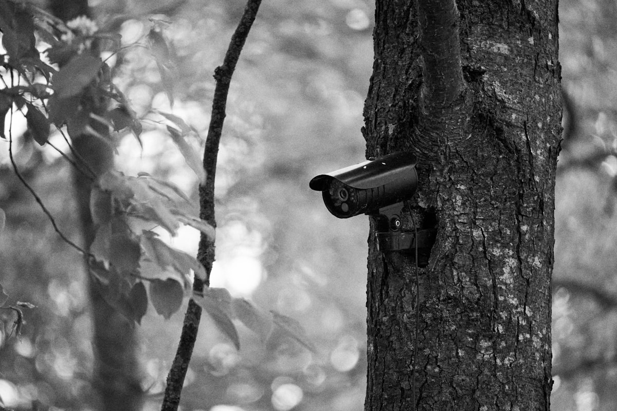 RSPB: 921 Attacks on Protected Birds