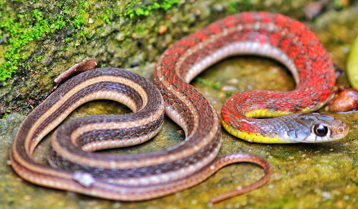 Snake 'Cartwheels' Faster Than Slithering