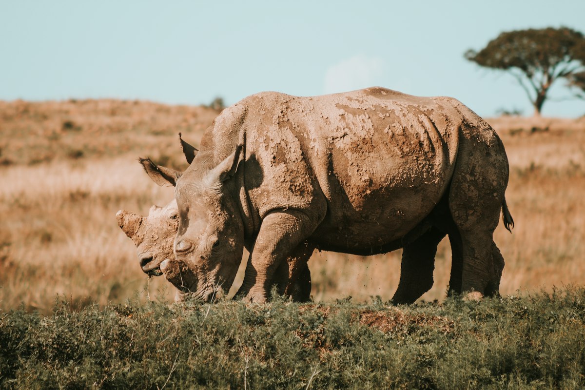 Bezos Earth Fund Joins New Species Recovery Alliance