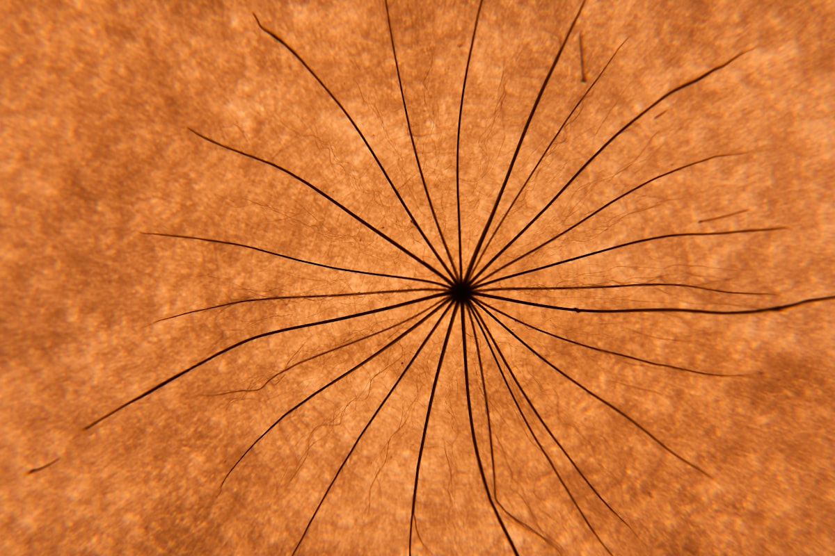 Parker Solar Probe: How We See