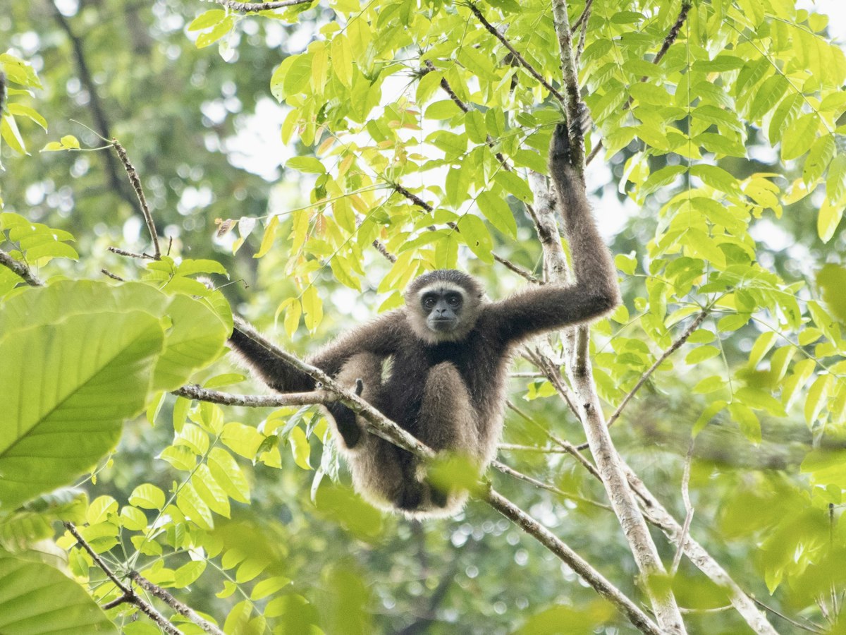 Traffic Noise Silences Gibbons' Morning Songs in Malaysia