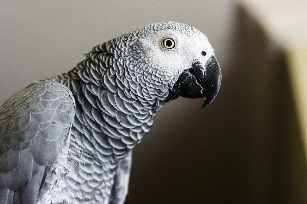 Do Animals Experience Schadenfreude?