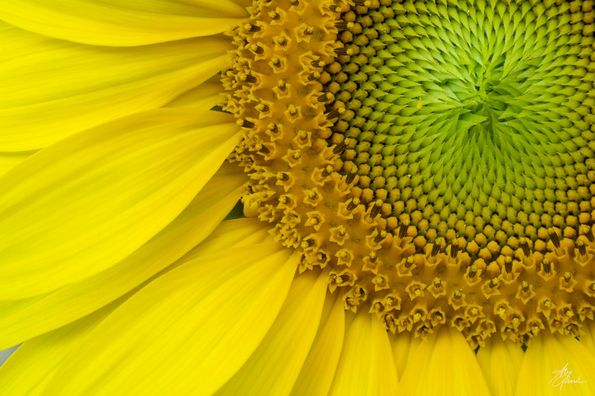 SKA-Low Tweaks Sunflower Spiral Layout