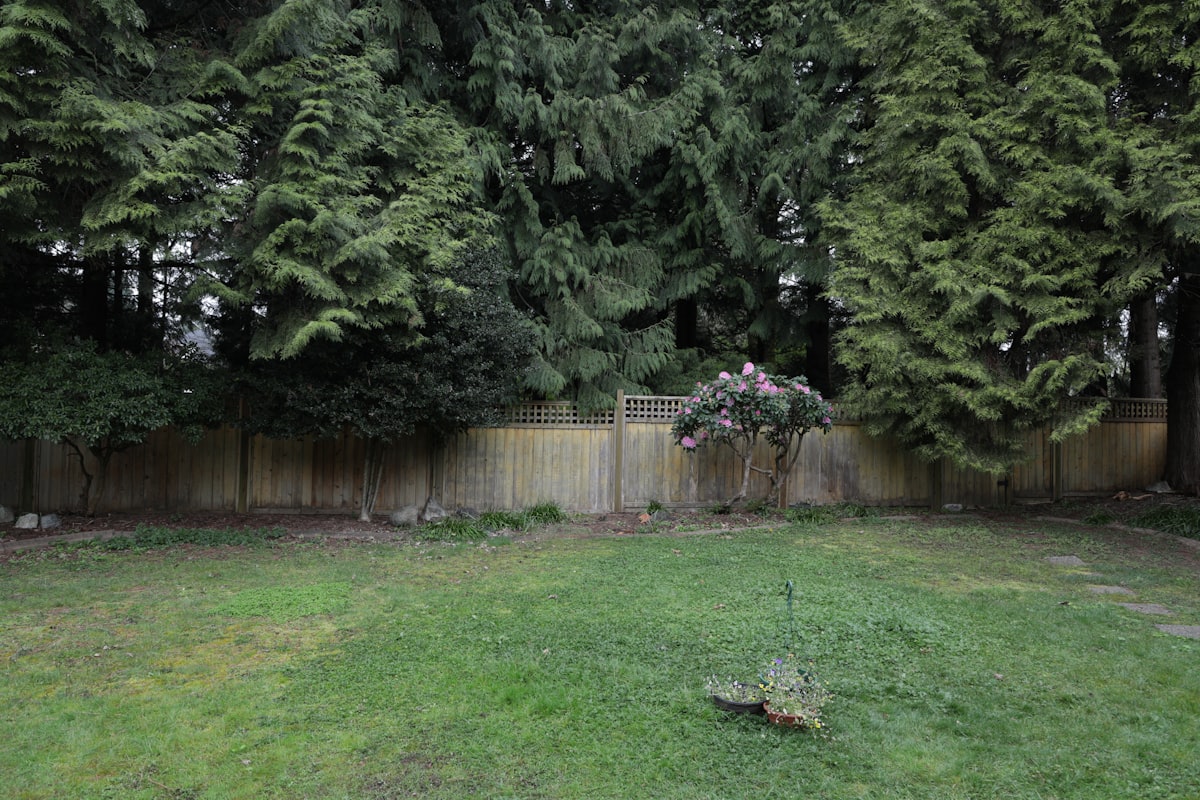 A backyard with a wooden fence and trees.