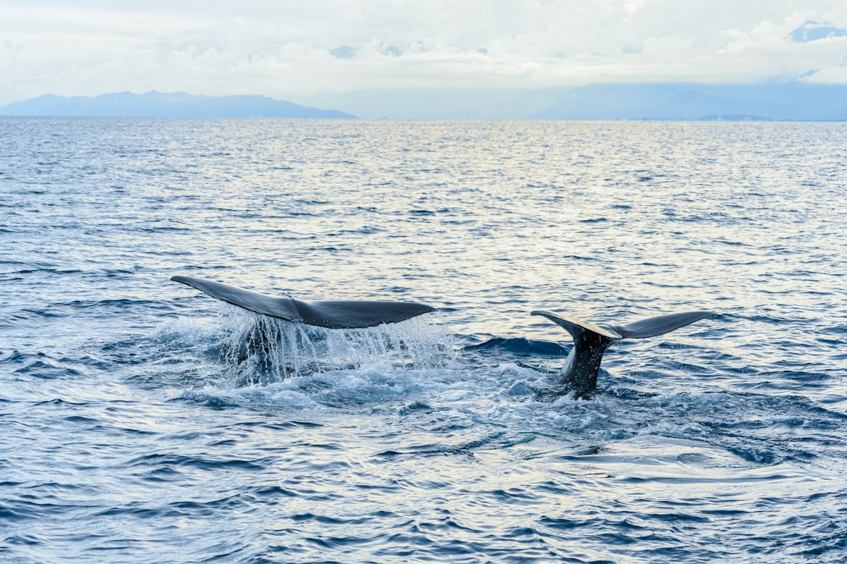 Two whale tails splashing in the blue ocean with distant mountains on the horizon