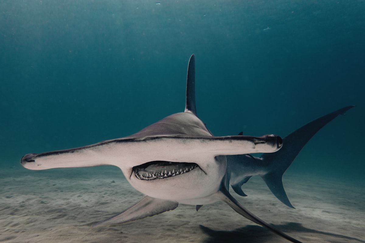 Shark Selfie Bites Rise Among Influencers