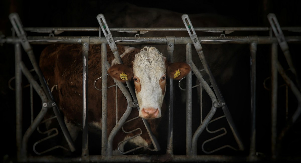 a brown and white cow behind a metal fence